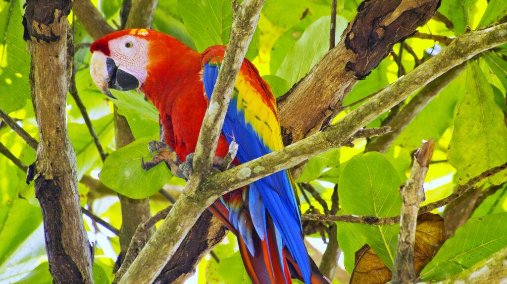 Scarlet Macaw