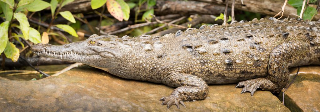 crocodile on riverbank